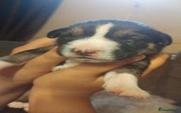Mixed Breed dogs for sale: Stunning litter of 8 - Image 9