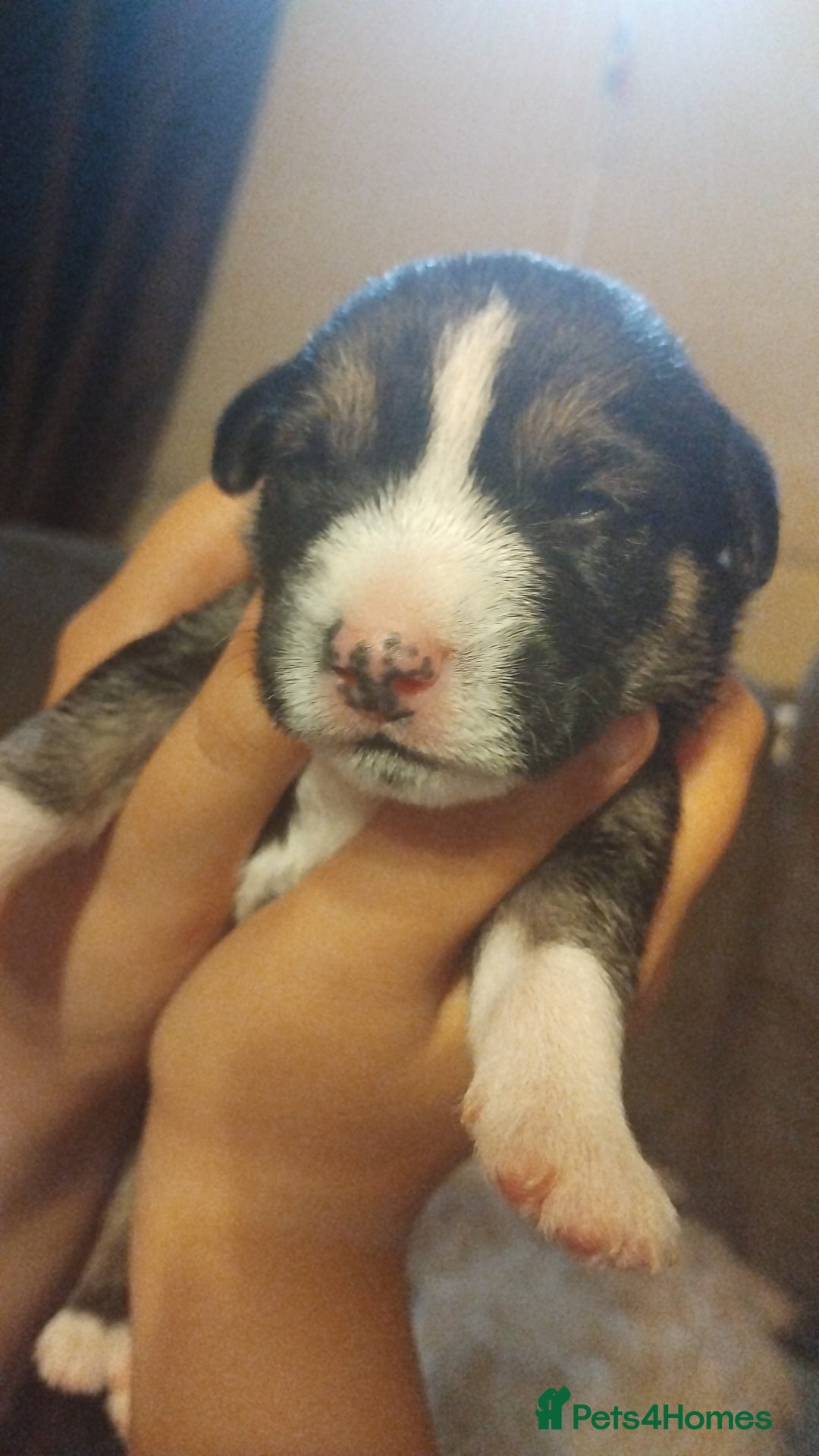 Mixed Breed dogs for sale: Stunning litter of 8 - Image 9