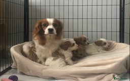 Cavapoo dogs for sale: 🐶🐩ADORABLE MINIATURE CAVAPOOS🐩🐶 - Image 28