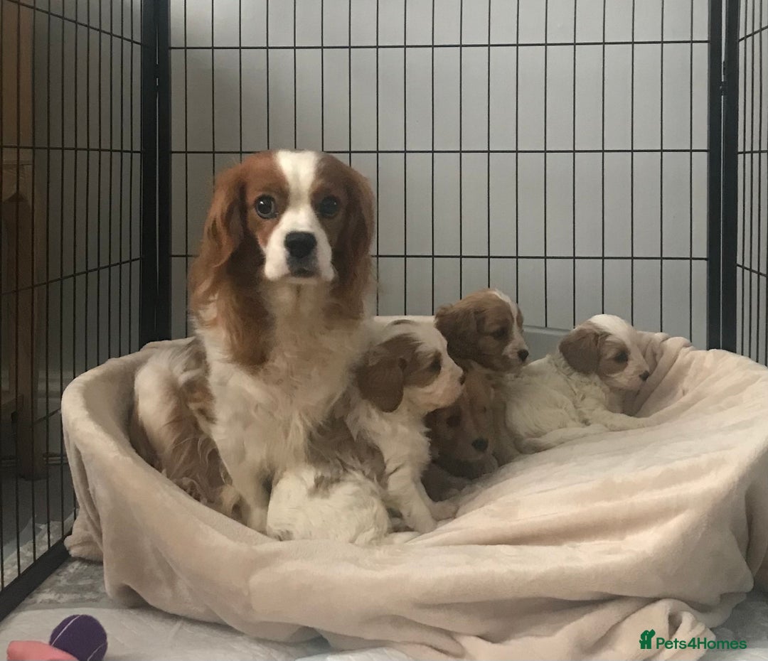 Cavapoo dogs for sale: 🐶🐩ADORABLE MINIATURE CAVAPOOS🐩🐶 - Image 28