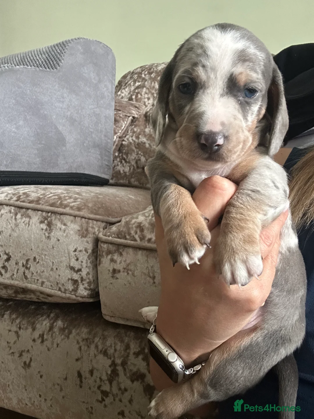 Dachshund dogs for sale: Dachshunds  - Advert 2