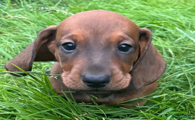 Dachshund dogs - Advert 2