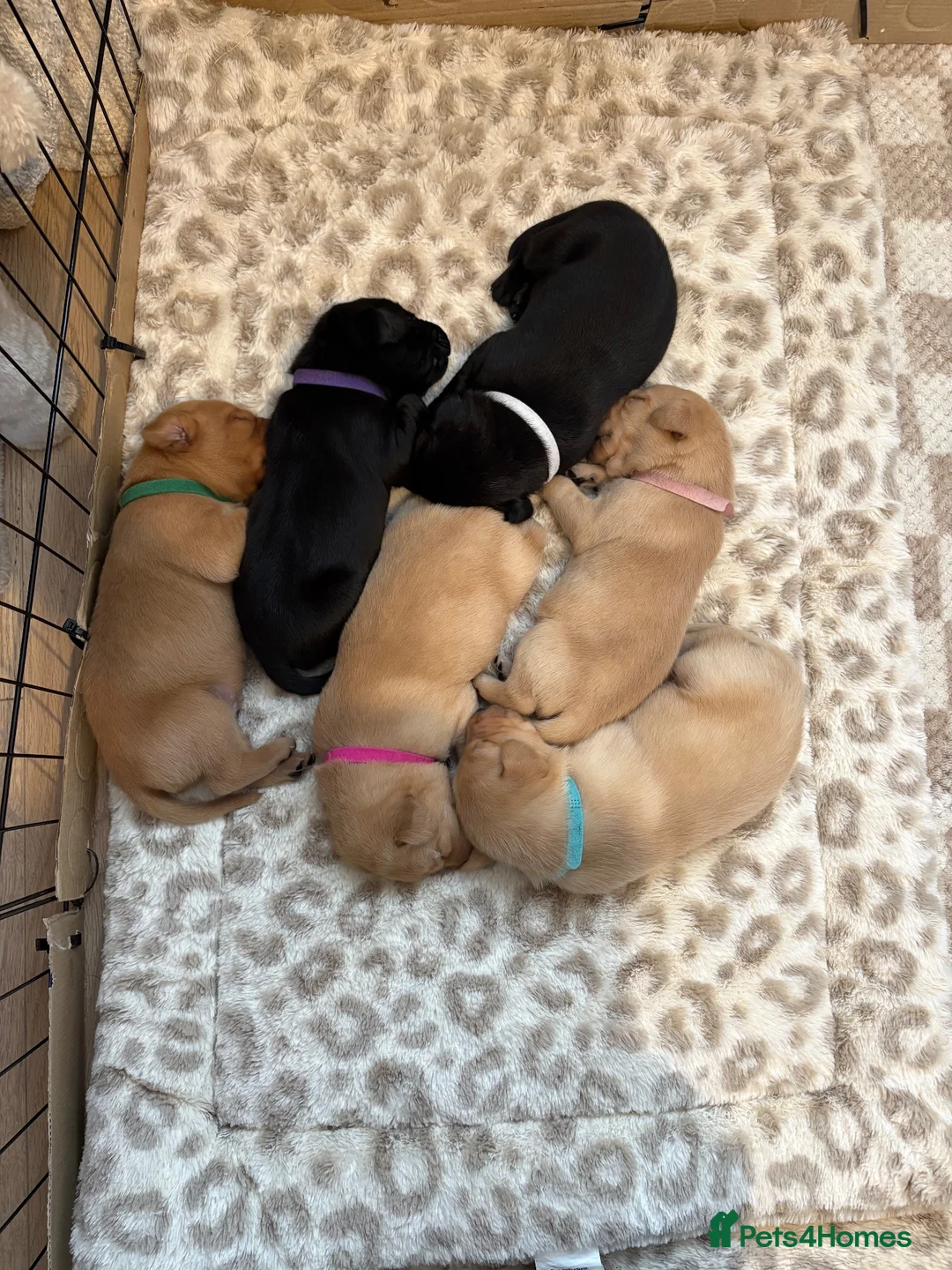 Labrador Retriever dogs for sale: 6 outstanding working Labrador retriever pups - Advert 1