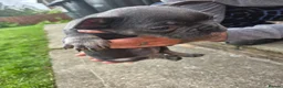 French Bulldog dogs for sale: Blue Grey frenchie little boy  - Advert 10