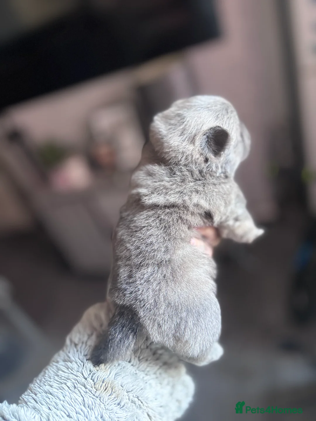 Mixed Breed dogs for sale: Chowpom puppies - Advert 23