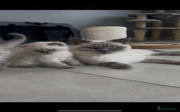 British Shorthair cats for sale: Exceptional GCCF Colourpointed British shorthaired in Ingatestone - Image 11