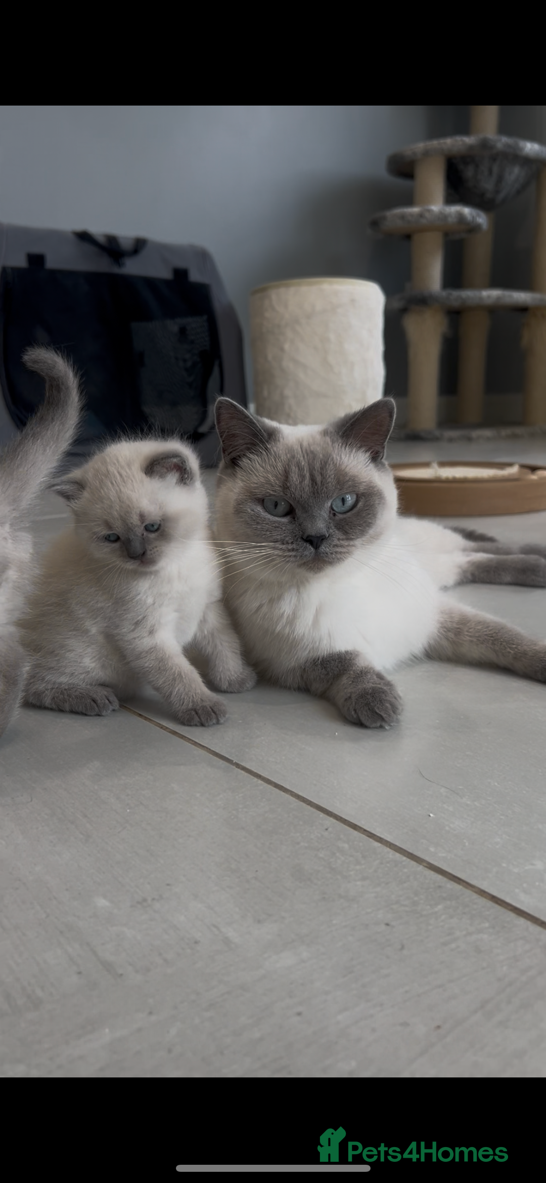 British Shorthair cats for sale: Exceptional GCCF Colourpointed British shorthaired in Ingatestone - Image 11