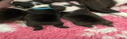 Boston Terrier dogs for sale: Five gorgeous puppies, looking for a forever home - Advert 13