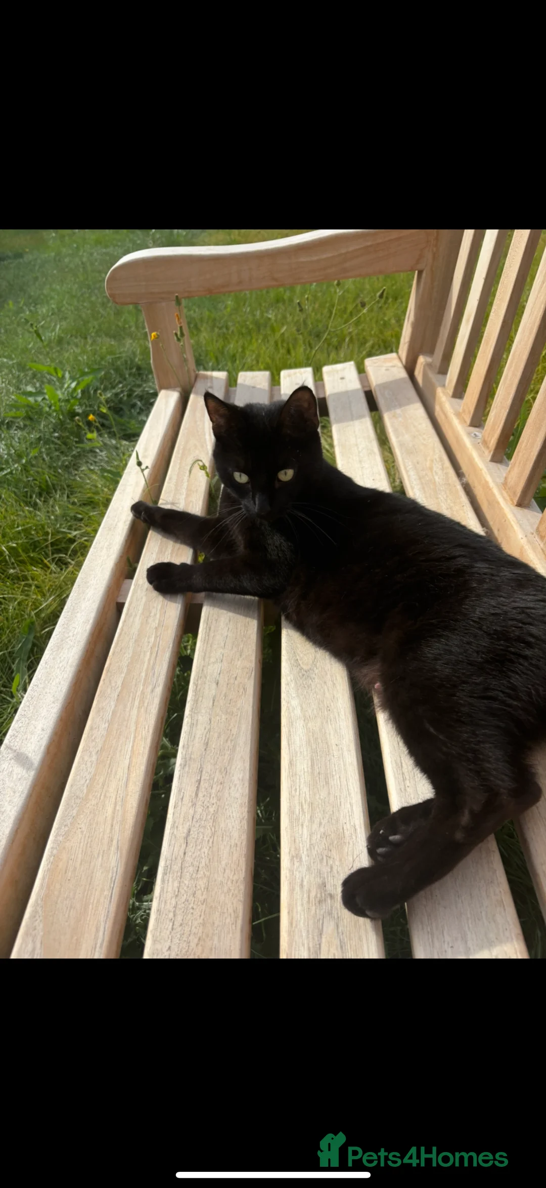 Bombay cats for sale: 1 FEMALE  - Advert 1