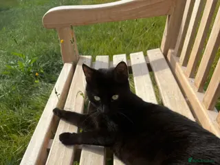 Bombay cats 1 FEMALE - Advert 1