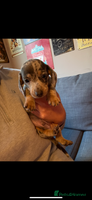 Miniature Dachshund dogs Miniature dachshund puppies for sale - Advert 6