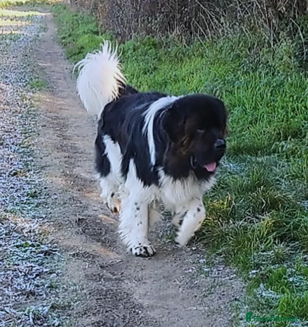 Newfoundland dogs for stud: KC registered health tested Landseer Newfoundland  in Ilkeston - Advert 8