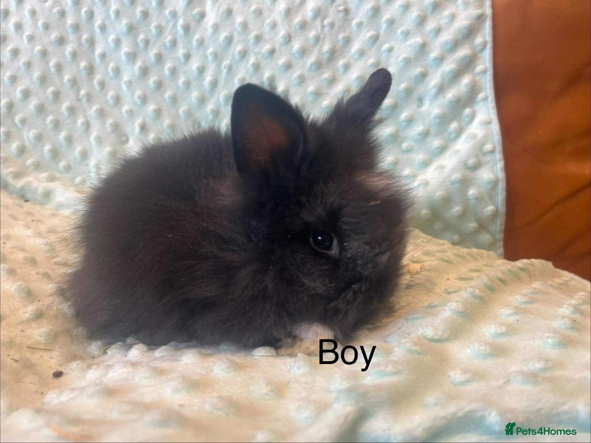 Lionhead rabbits Mini double maned lionheads £30-£75 - Advert 2