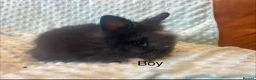 Lionhead rabbits for sale: Mini double maned lionheads £30-£75 - Advert 2