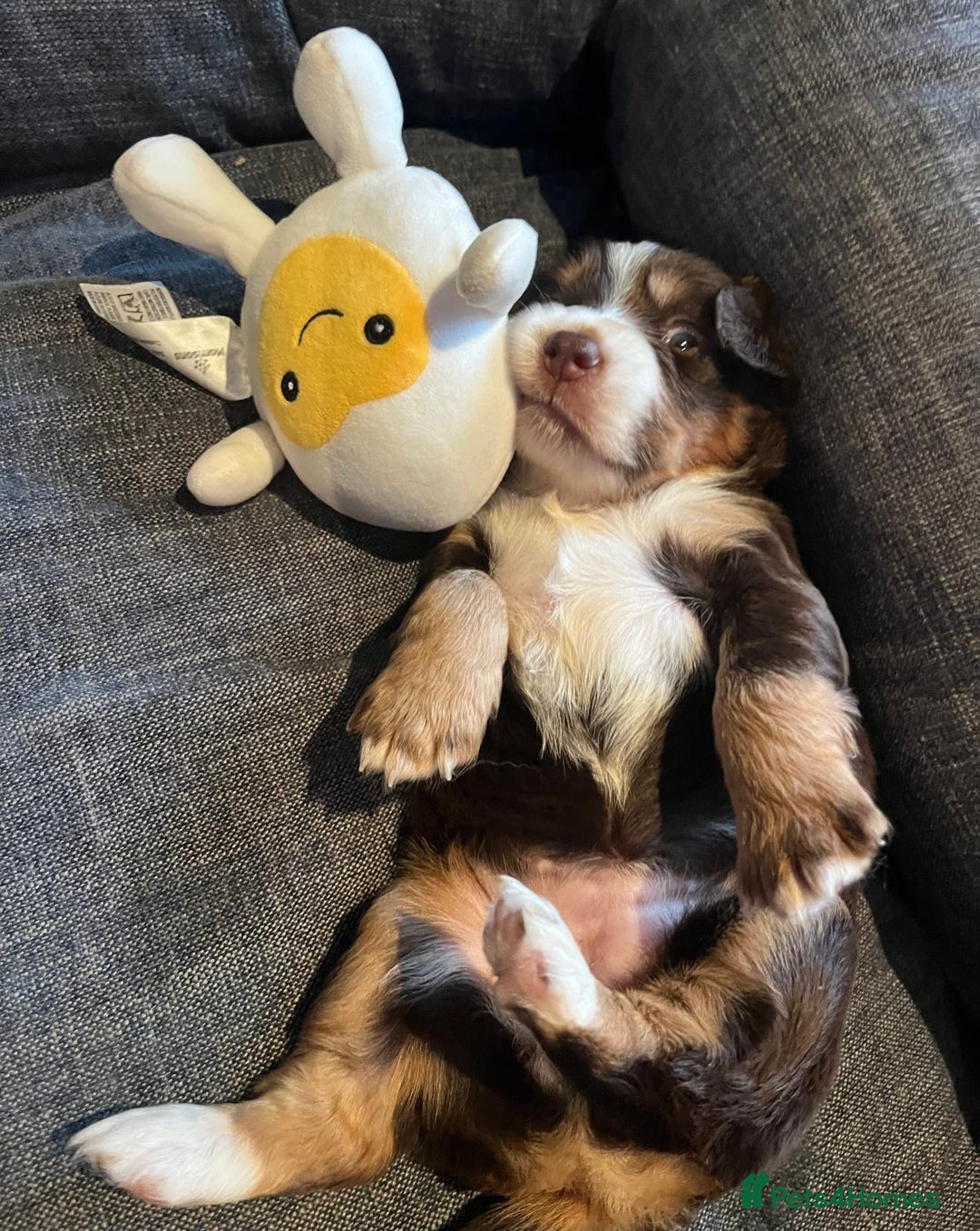 Cocker Spaniel dogs for sale: Extensively Health tested cocker spaniels Puppies  - Advert 7