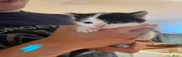 Domestic Shorthair cats for sale: Black & white kittens - Advert 7