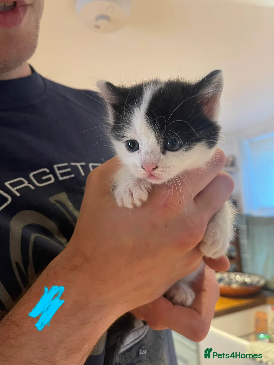 Domestic Shorthair cats for sale: Black & white kittens - Advert 7
