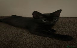 Bombay cats for sale: Kittens Looking for their new home - Image 2