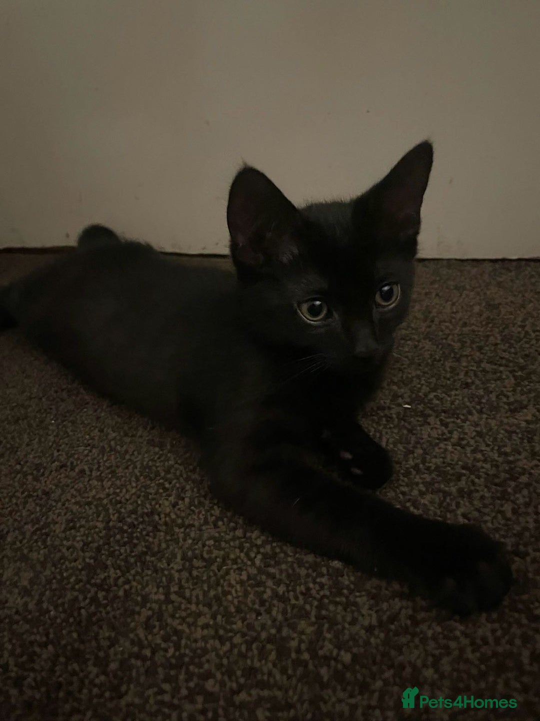Bombay cats for sale: Kittens Looking for their new home - Image 2