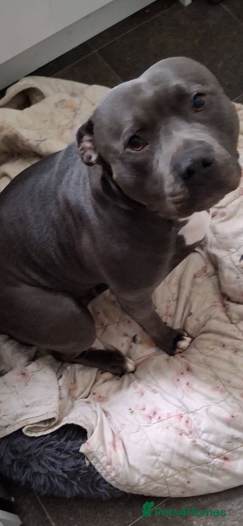 Staffordshire Bull Terrier dogs Wanted: Staffordshire bull terrier stud dog  - Advert 6