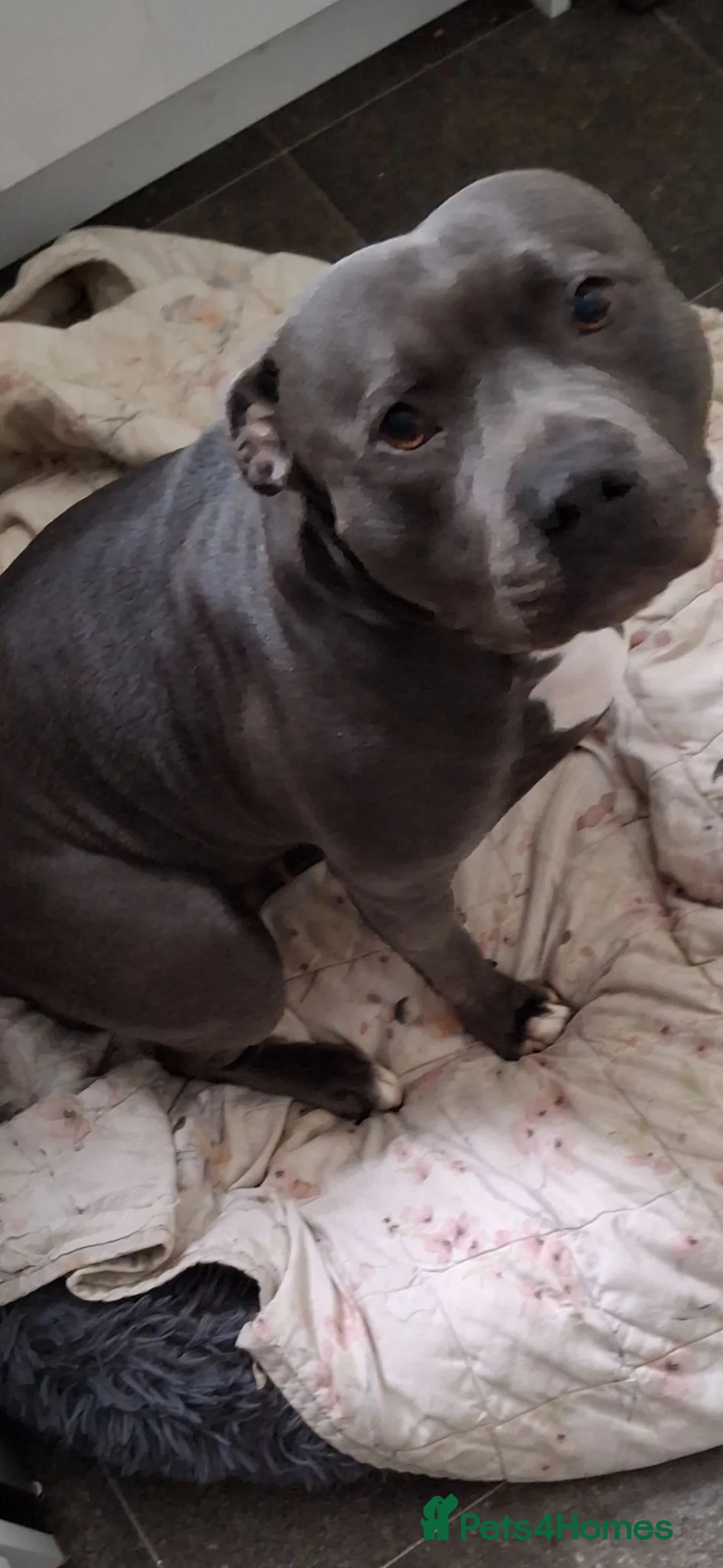 Staffordshire Bull Terrier dogs for stud: Wanted: Staffordshire bull terrier stud dog  in Bathgate - Advert 1