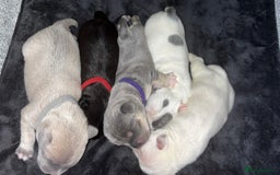 Mixed Breed dogs for sale: French bulldog mixed chihuahua  - Image 2