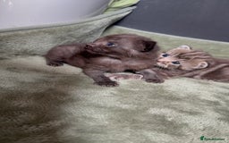 Mixed Breed cats for sale: Beautiful mixed breed kittens  - Image 4