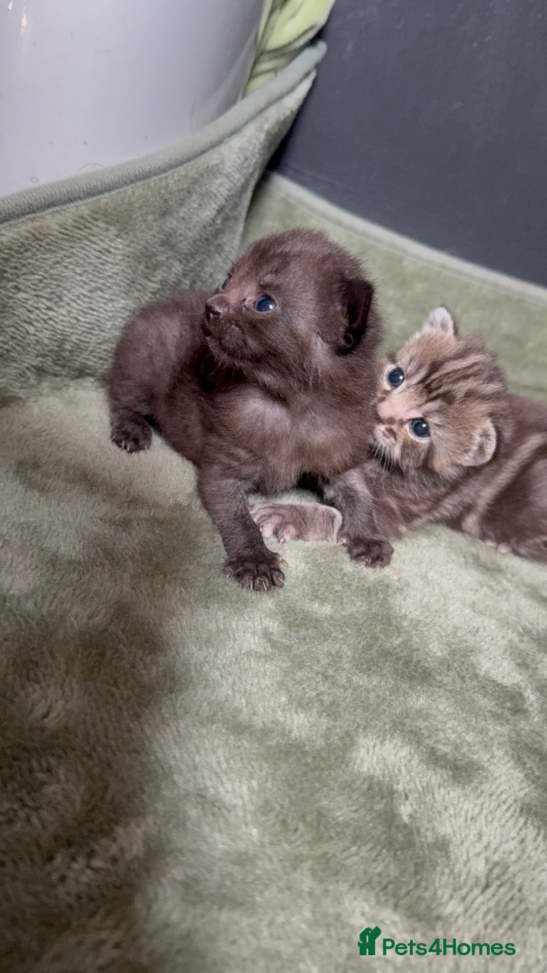 Mixed Breed cats for sale: Beautiful mixed breed kittens  - Image 4
