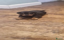 Rottweiler dogs for sale: Fabulous German bloodline pups - Image 13