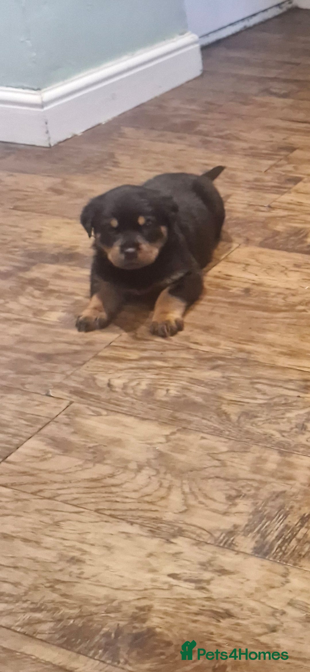 Rottweiler dogs for sale: Fabulous German bloodline pups - Image 13