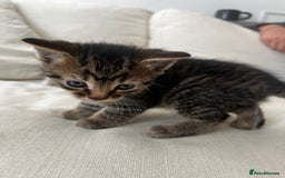 Mixed Breed cats for sale: Ready to go next week! cream tabby kittens - Image 9