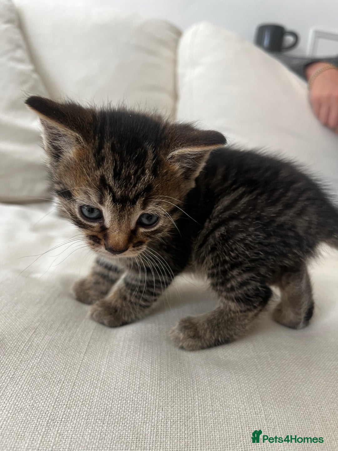 Mixed Breed cats for sale: Ready to go next week! cream tabby kittens - Image 9
