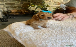 Cockapoo dogs for sale: READY TO GO :Gorgeous litter of  F1 Cockapoo’s - Image 6