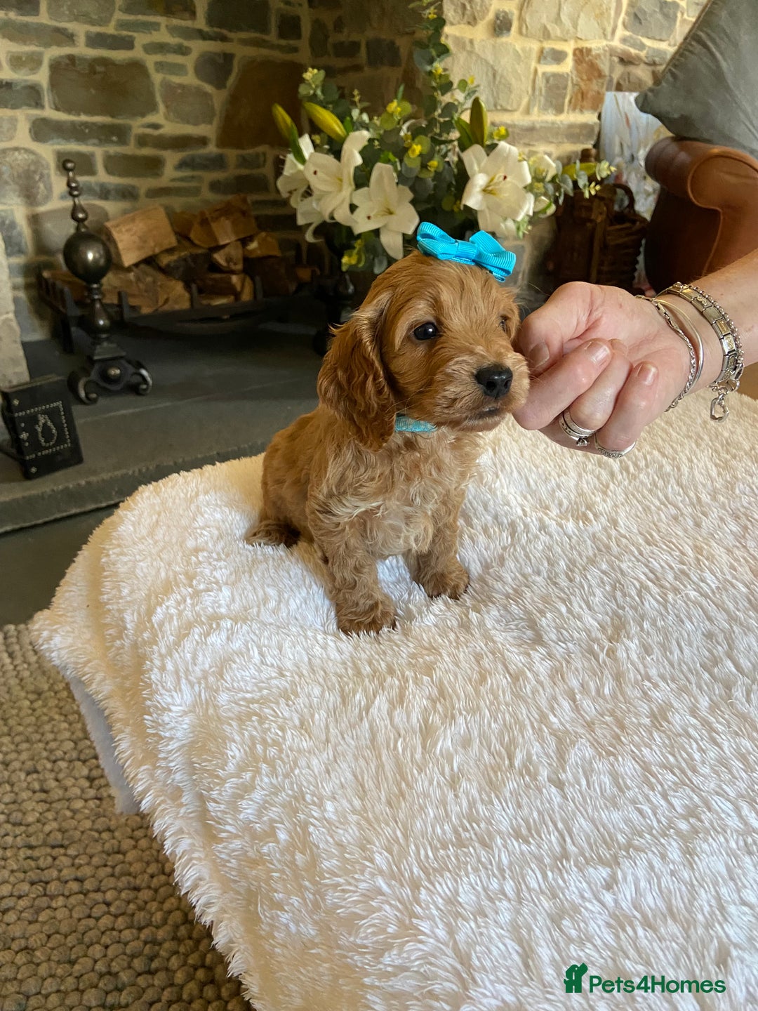 Cockapoo dogs for sale: READY TO GO :Gorgeous litter of  F1 Cockapoo’s - Image 6