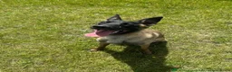 Belgian Shepherd Dog dogs for sale: Belgian malinois  - Advert 1