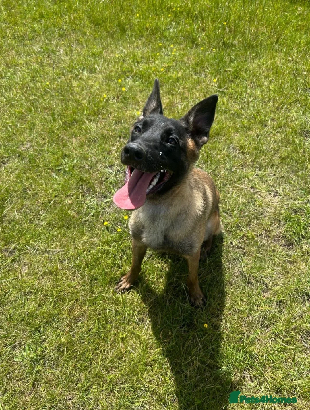 Belgian Shepherd Dog dogs for sale: Belgian malinois  - Advert 1