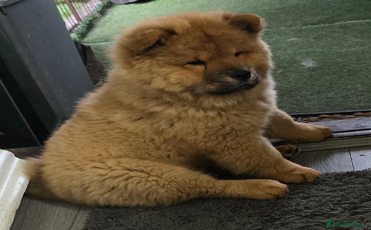 Chow Chow dogs in Wolverhampton - Advert 3