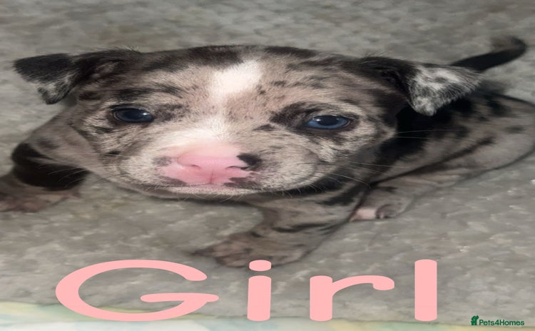 Mixed Breed dogs - Advert 1
