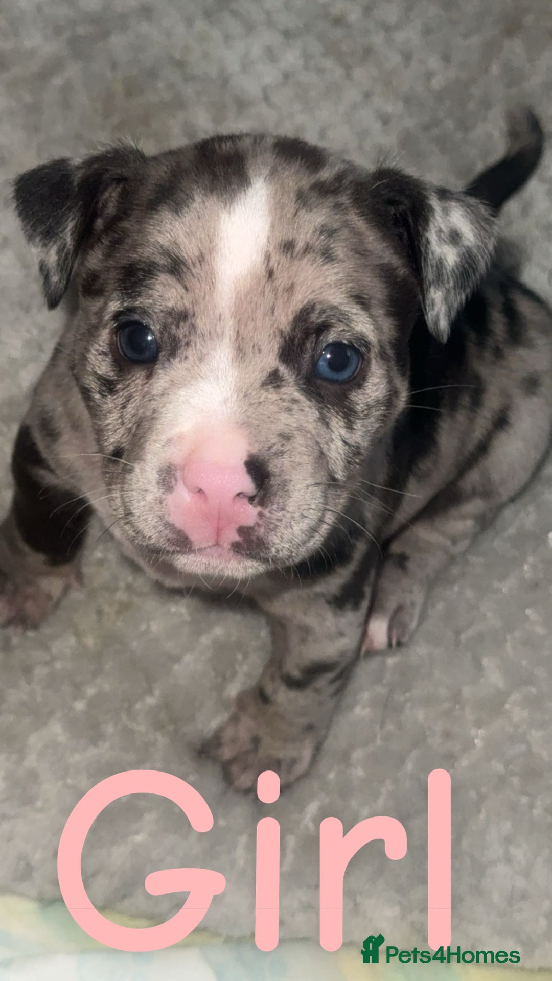 Mixed Breed dogs for sale: Pocket bully’s x staff pups  - Image 1