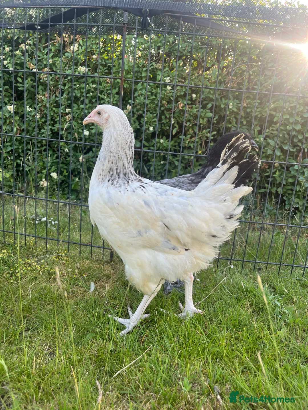 Chickens poultry for sale: POL Hybrids Chicken Ready to Lay - Advert 1