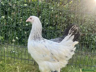 Chickens poultry POL Hybrids Chicken Ready to Lay - Advert 17