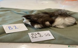 Guinea Pig rodents for sale: Lovely litter of funky haired Guinea pigs - Image 7