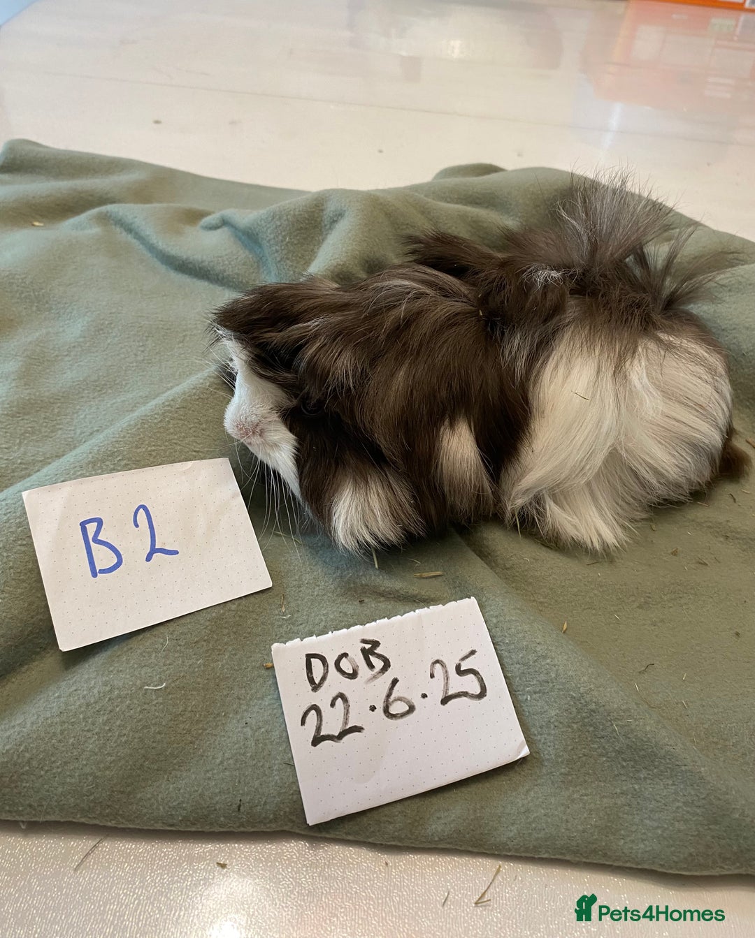 Guinea Pig rodents for sale: Lovely litter of funky haired Guinea pigs - Image 7