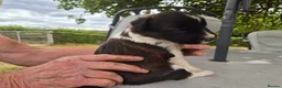 Border Collie dogs for sale: Border collie puppy 1 dog available  - Advert 19