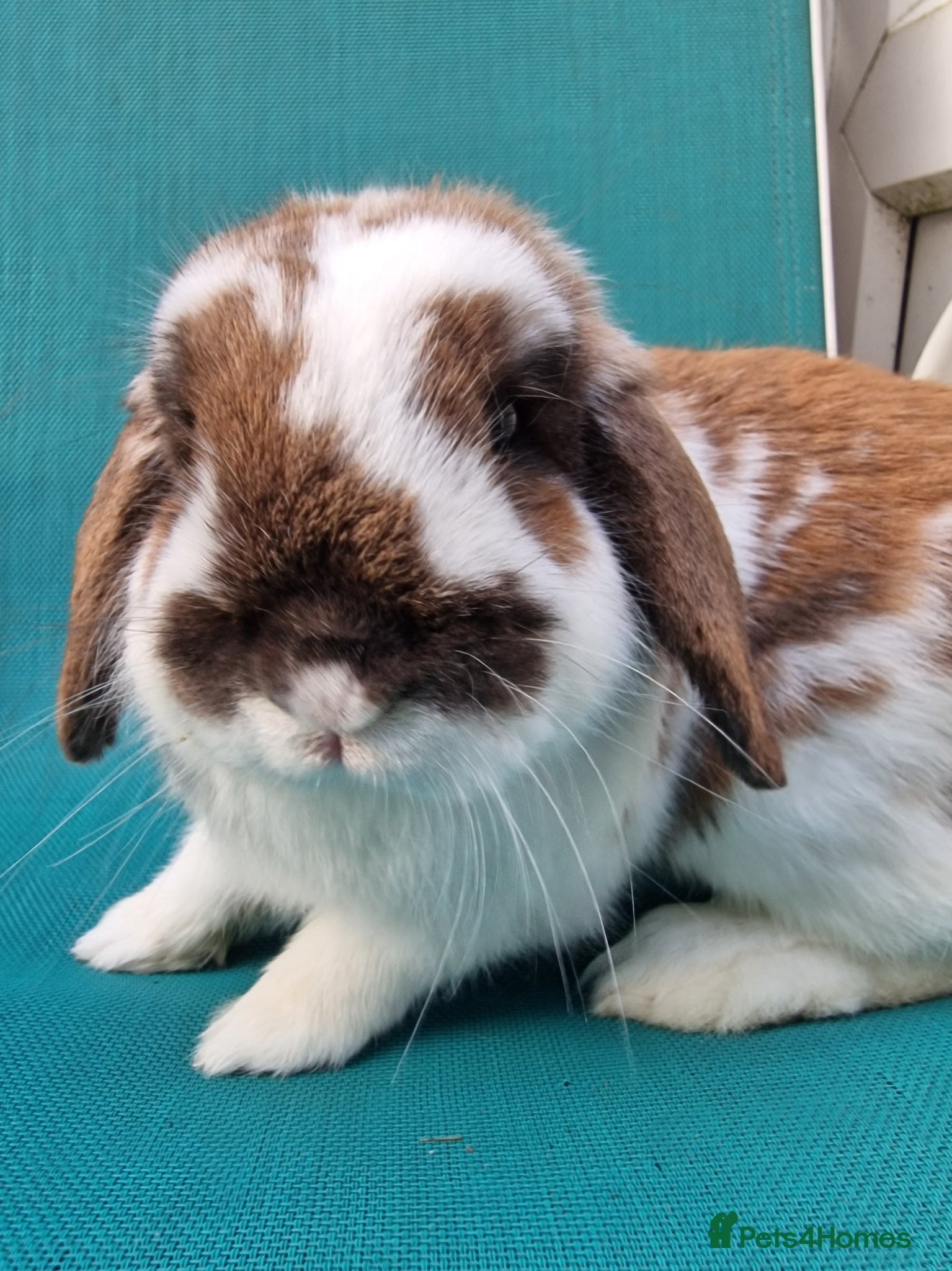 Mini Lop rabbits Male Mini needing pastures new - Advert 6