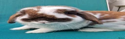 Mini Lop rabbits for sale: Male Mini needing pastures new - Advert 1
