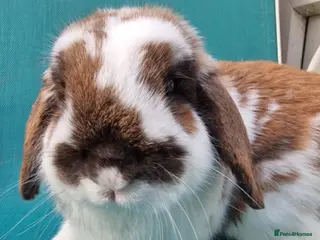 Mini Lop rabbits Male Mini needing pastures new - Advert 12