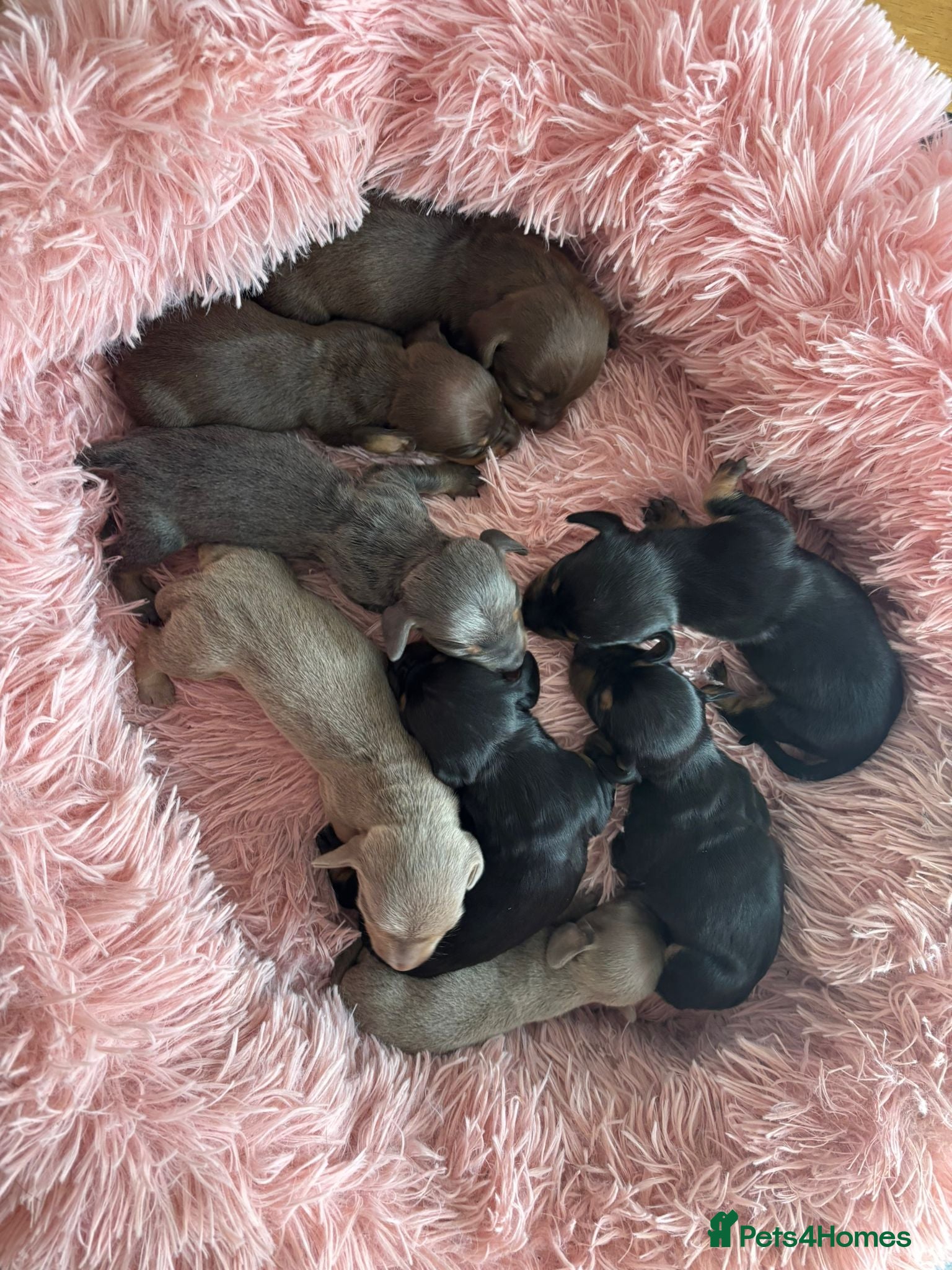Miniature Dachshund dogs Beautiful littler of 8 miniature dacshunds  - Advert 4