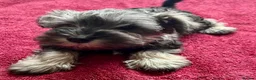 Miniature Schnauzer dogs for sale: READY Pepper salt boy miniature schnauzer pups - Advert 2