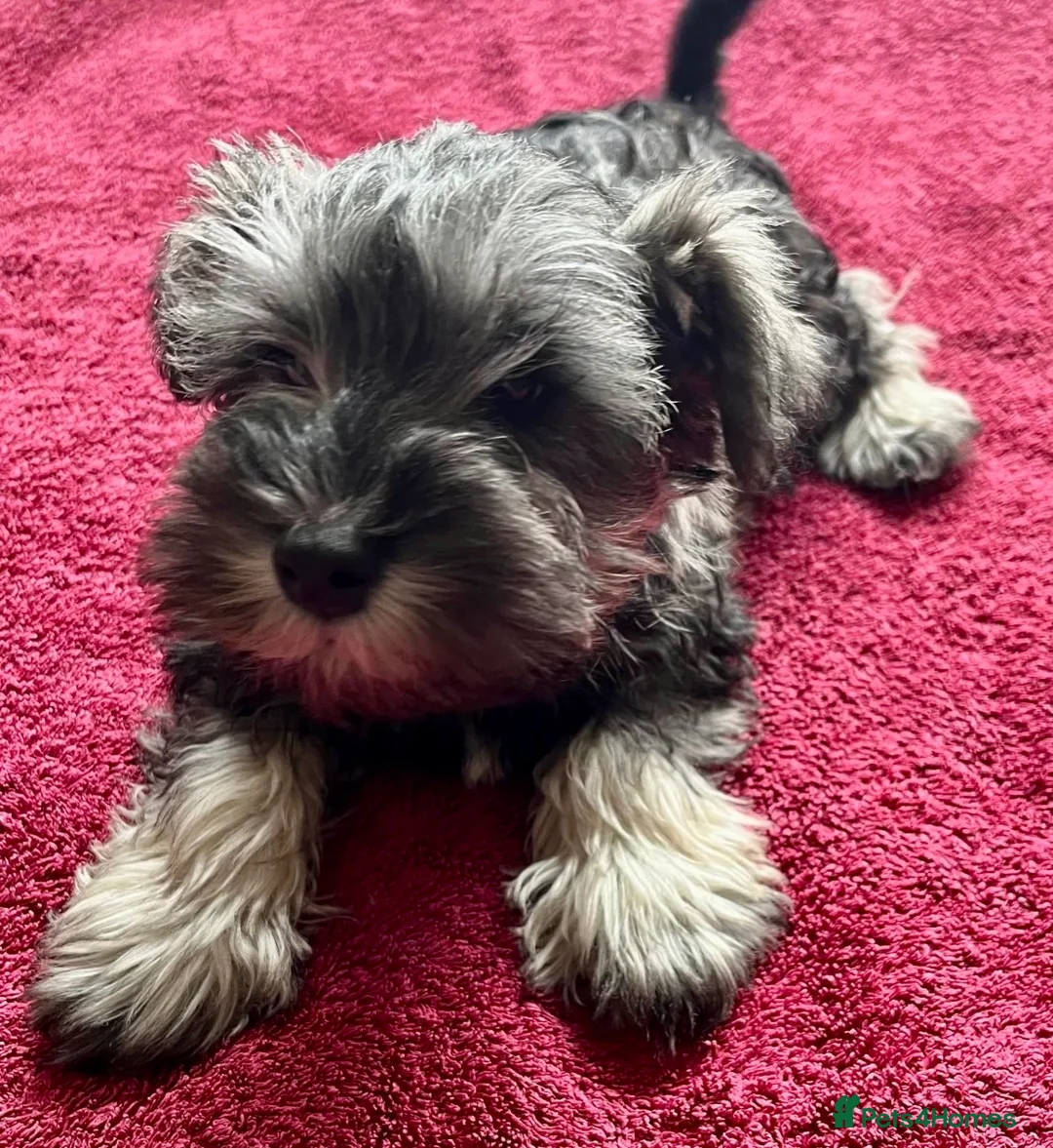 Miniature Schnauzer dogs for sale: READY Pepper salt boy miniature schnauzer pups - Advert 2